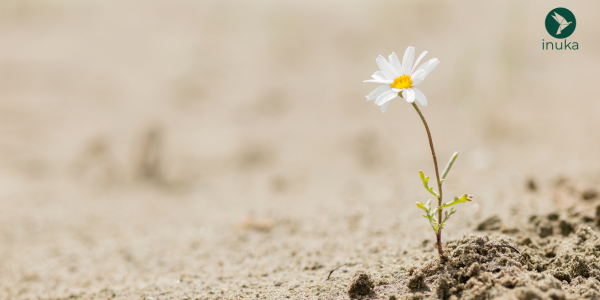 resilience coaching: flower appearing through the cracks